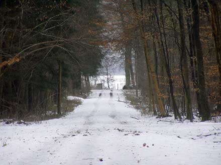 Der Schnee auf dem Feld außerhalb des Waldes leuchtet in der Sonne.