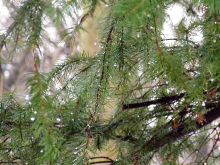 Regentropfen im Nadelbaum