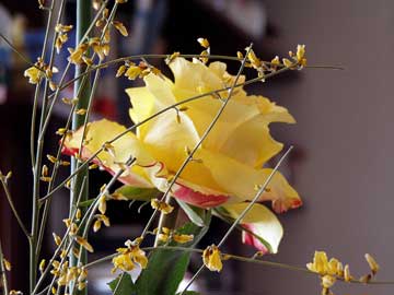 gelbe Rose und Ginster