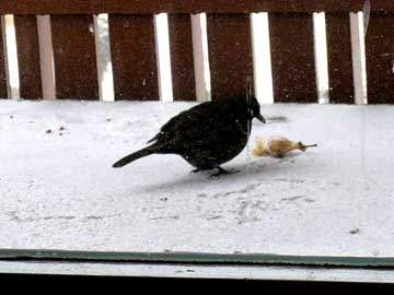 Amsel frisst Apfelbutzen