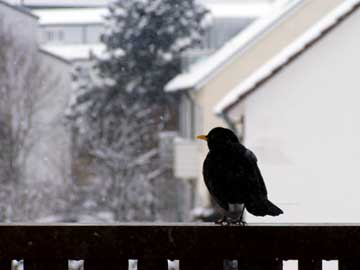 Amsel auf Balkonbrüstung