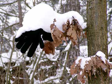 Baum trägt einen Handschuh