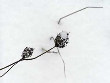 verdorrte Pflanze ragt aus dem Schnee