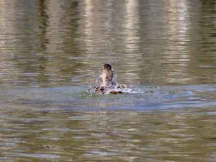 badende Ente von Wasserspritzern umgeben