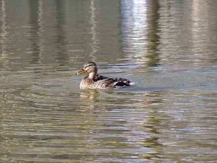 schwimmende Ente