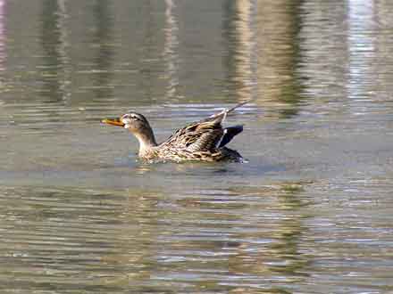 Ente schüttelt sich