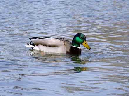 schwimmender Erpel
