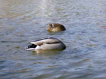 Enten mit Köpfen unter Wasser