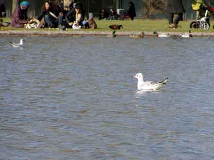 Menschen, Enten und Möwen am und im See