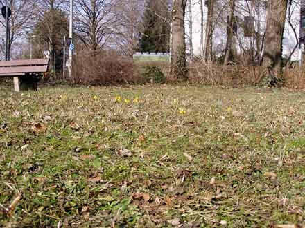 Minipark, in dem die ersten gelben Krokusse blühen