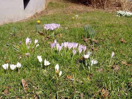 Wiese mit weißen, zartlila und gelben Krokussen, Blätter von Narzissen und Tulpen, rechts oben Schneeglöckchen