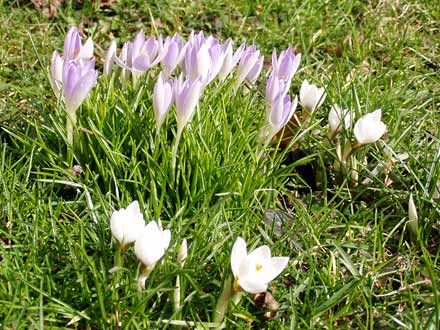 Elfenkrokusse und schneeweiße Krokusse ohne Herbstlaub