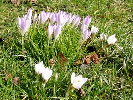 Elfenkrokusse und schneeweiße Krokusse mit Herbstlaub