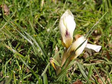 2 cremefarbige Krokusknospen