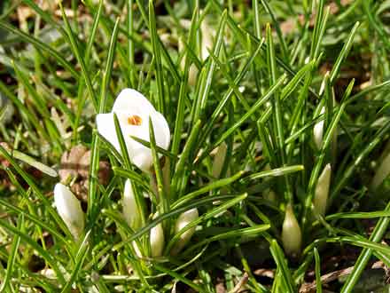ein weißer Krokus umgeben von vielen Knospen