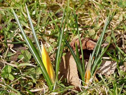 2 gelbe Krokusknospen spitzen aus dem Boden