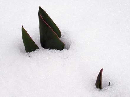 Tulpenblätter im Schnee