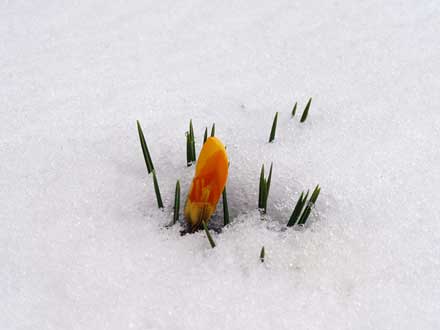 gelber Krokus im Schnee