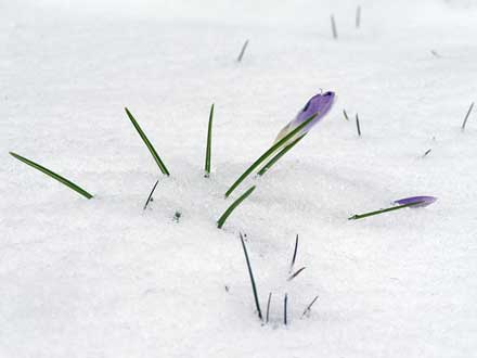 Elfenkrokus im Schnee
