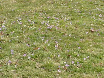 Wiese voller zartlilablühender Krokusse