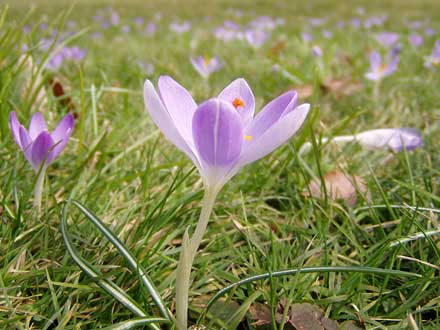 zartlilablühende Krokusse