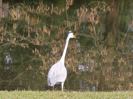 Reiher am Wasser