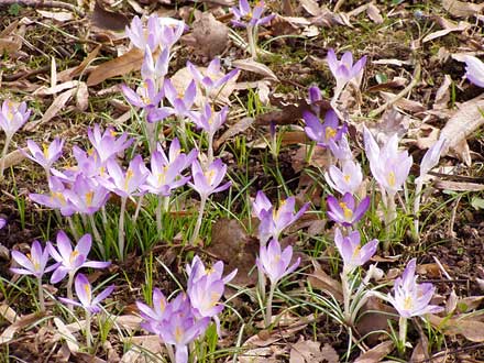 zartlilablühende Krokusse