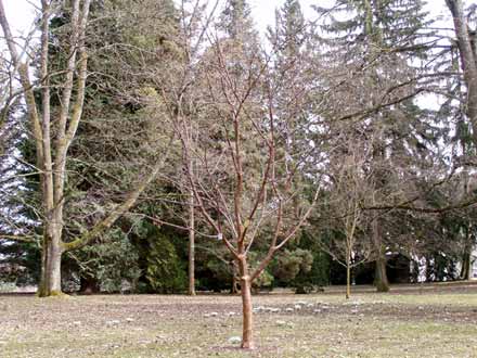 Habitus des Zimt-Ahorns im Frühjahr
