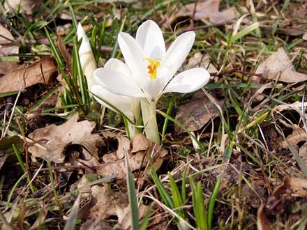 weiße Krokusse
