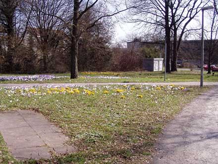 jede Menge Krokusse