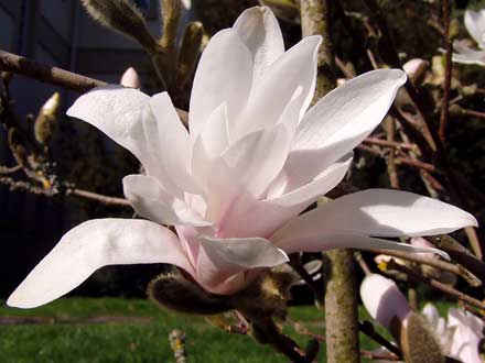 Sternmagnolie