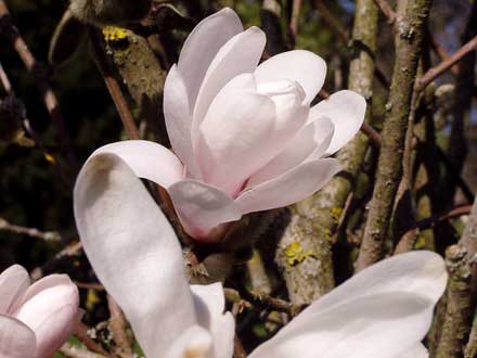 Sternmagnolie