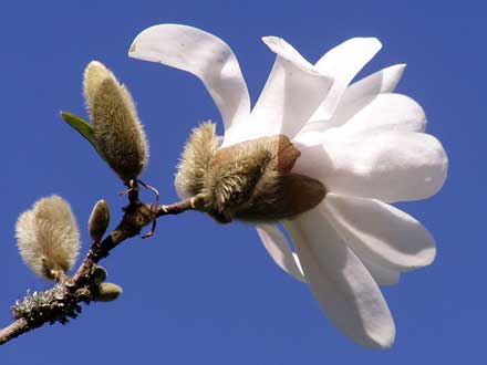 Sternmagnolie