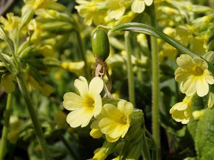 Fruchtkapsel des Schneeglöckchens in Schlüsselblumen