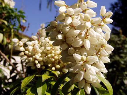 auch eine Rhododendronart