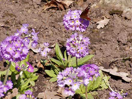 Schmetterling auf Großkelch-Schlüsselblume