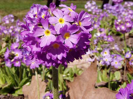 Großkelch-Schlüsselblume