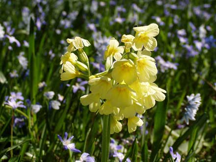 Schlüsselblume inmitten von Blausternchen und Puschkinien