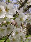 Blüten der Yoshino-Kirsche mit Biene