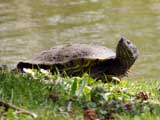 Eine Schildkröte sonnt sich.