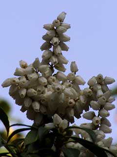 Weißglockenstrauch *White Pearl* (Pieris japonica)