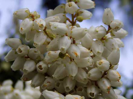 Weißglockenstrauch *White Pearl* (Pieris japonica)