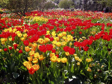 Tulpenmeer