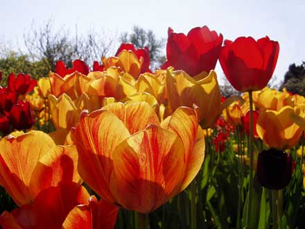 Tulpen