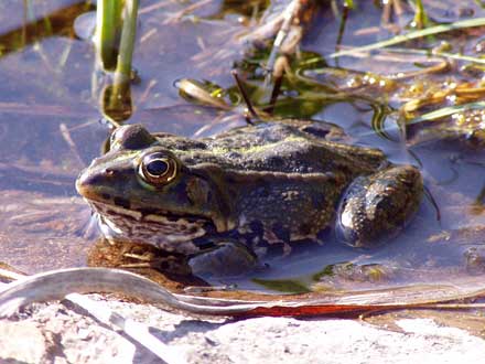 Frosch