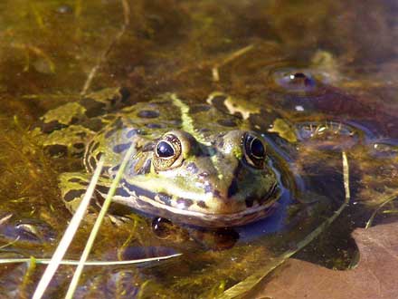 Frosch