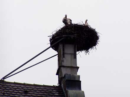 zwei Störche im Nest, die sich putzen