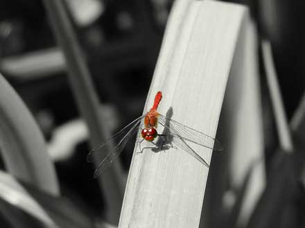 Blutrote Heidelibelle