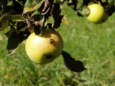 Fliege auf Apfel