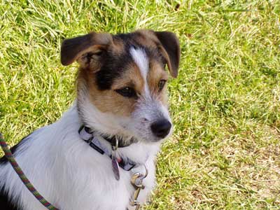 Hundeportrait